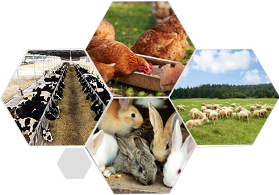 精益求精的品質(zhì) 產(chǎn)品更優(yōu)良、更安全衛(wèi)生、更環(huán)保 精益求精的品質(zhì) 產(chǎn)品更優(yōu)良、更安全衛(wèi)生、更環(huán)保